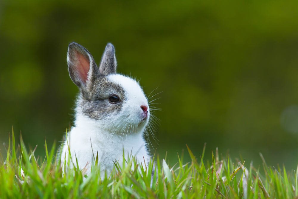 For Our Rabbit Owners and Friends
