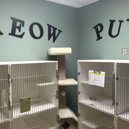 Feline Boarding Room